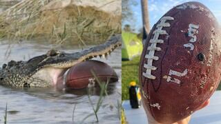 Captan a caimán nadando con una pelota de fútbol en la boca y genera preocupación