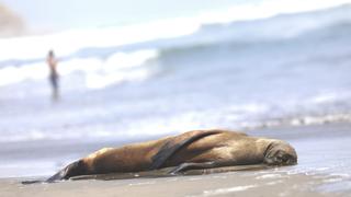 Muerte de lobos marinos en Asia y otras playas del sur chico: ¿cuáles son las hipótesis de los especialistas?