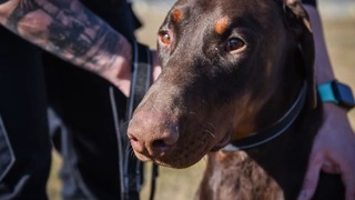 De héroe a dueña: oficial de policía adopta a perro que tenía amarrado el hocico con una brida