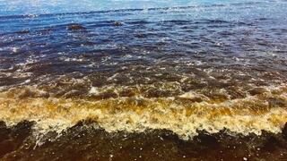 Alertan “marea roja” en playas del sur chico: ¿Qué es este fenómeno y por qué puede ser mortal?