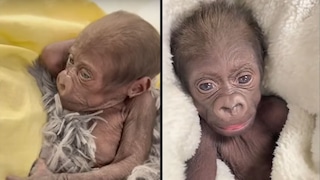 Un tercer gorila en 115 años: zoológico de Texas celebra un milagro tras parto de emergencia