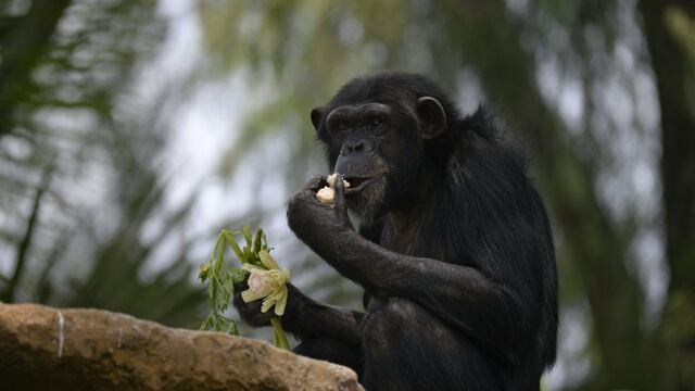 Los chimpancés salvajes ingieren plantas medicinales que tratan enfermedades y heridas
