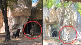 El aterrador momento en que dos cuidadoras de zoológico de Texas escapaban de un furioso gorila