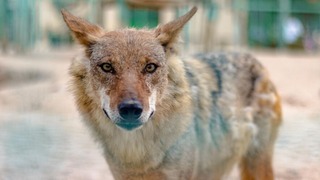 Un coyote sigue en libertad en Texas tras atacar ferozmente a dos personas en diferentes días