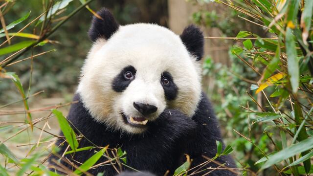 China presenta un oso panda virtual impulsado por IA que vive en el metaverso