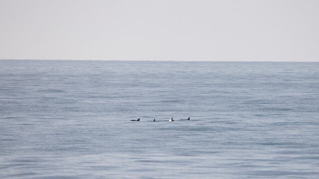 México: los números de vaquitas marinas se mantienen estables aunque críticos, según el último censo realizado