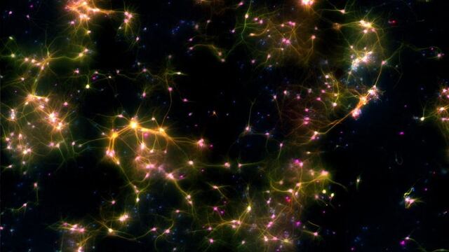 Un nuevo modelo de neuronas reales podría mejorar la inteligencia artificial