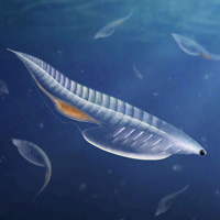 Рис. 1. Nuucichthys