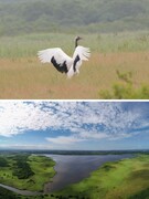 北海道・苫小牧のレンジャー（自然の魅力を伝える普及活動・野鳥や自然の保護・調査を担当）◆未経験歓迎1