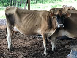 Why are your cows so skinny ...
