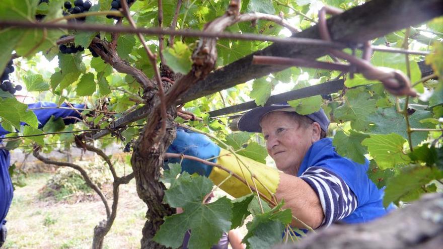 Cuatro millones de euros para la reconversión de viñedos en Galicia