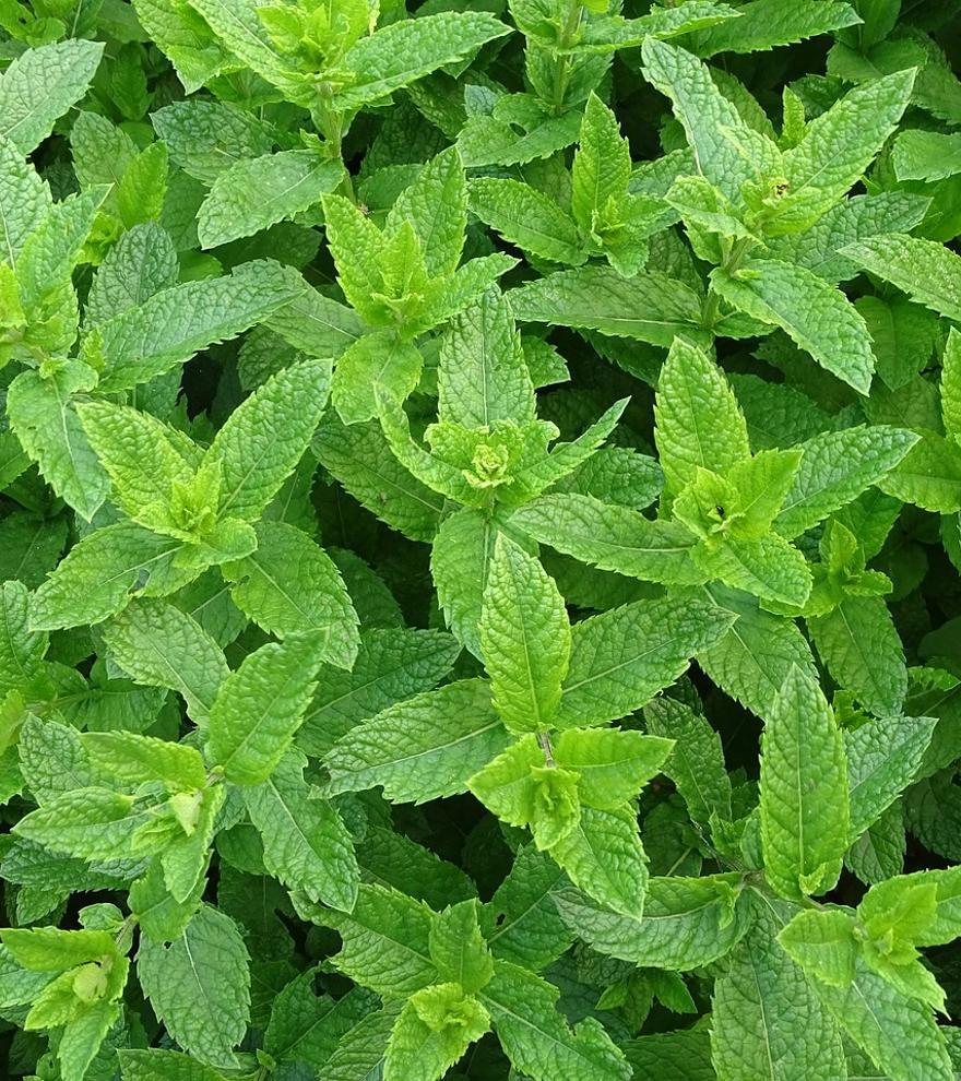 Tendència viral: Coneix el truc de la fulla de menta abans de dormir