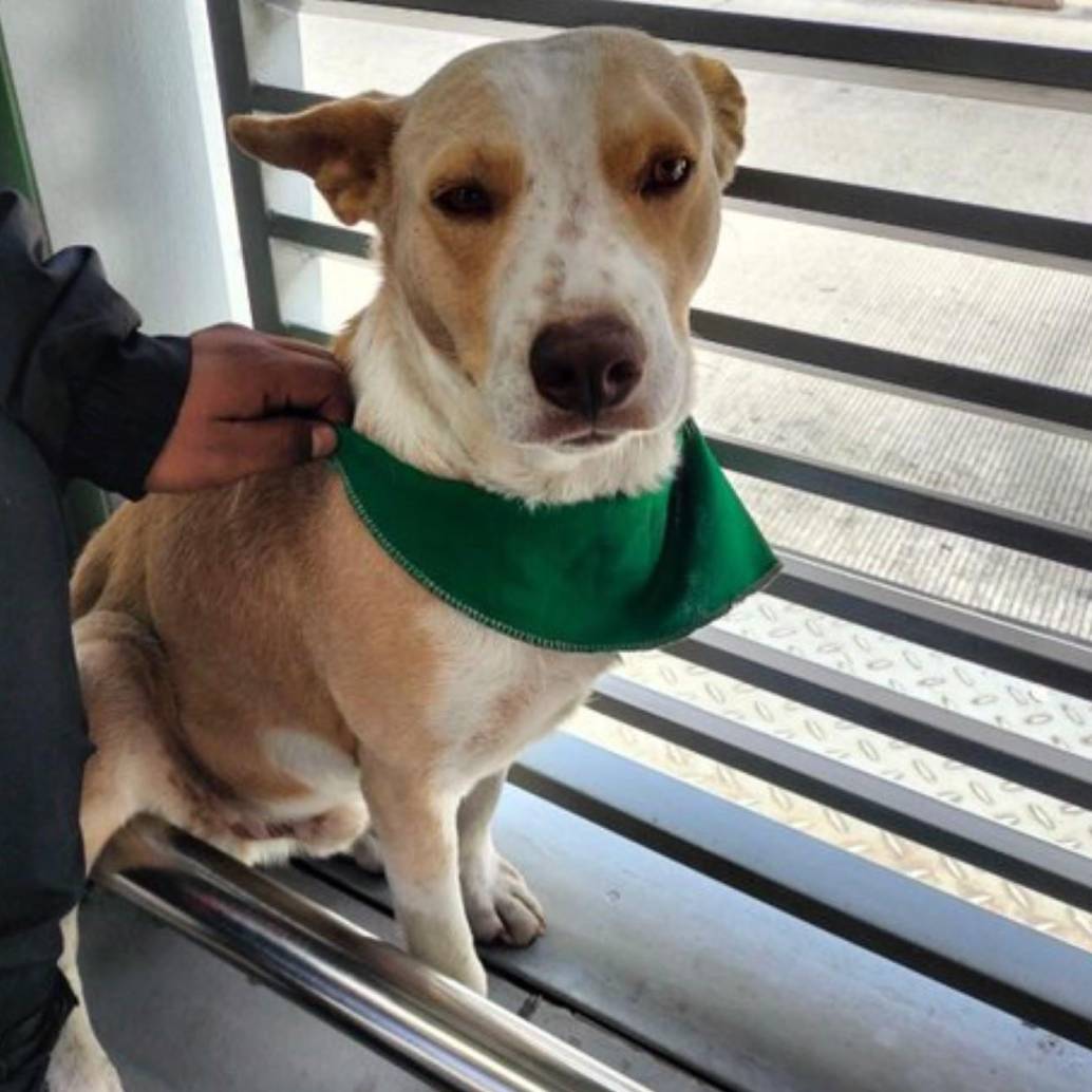 El perro permaneció casi cinco horas en el portal Suba, había llegado en una ruta a la estación Campín. Foto: TransMilenio