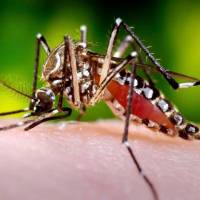El dengue es una enfermedad que transmite la picadura del mosquito Aedes aegypti. FOTO COLPRENSA