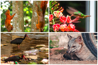 La protección de la fauna silvestre en la Feria de las Flores es responsabilidad de residentes y visitantes. FOTOS Cortesía Amva