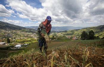 El campo colombiano tiene un 84,5% de informalidad. FOTO EL COLOMBIANO. 