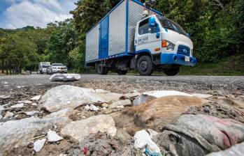 Invías, entidad encargada de la vía, reconoció que el tramo en cuestión se encuentra en “regular estado”. Ante esto, la entidad anunció que avanza en el proceso para contratar a los Gestores Viales Integrales (GVI) para hacer el mantenimiento rutinario y la atención de los puntos más críticos de esta vía nacional. Foto: Esneyder Gutiérrez 