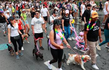 Los peluditos también tuvieron su momento de protagonismo en la Feria de las Flores, disfrutando de una experiencia única y memorable. La caminata, llena de sorpresas y enseñanzas, reafirma el compromiso de la comunidad con el bienestar y la felicidad de las mascotas, quienes son, sin duda, una parte fundamental de nuestras vidas. Foto: Manuel Saldarriaga Quintero