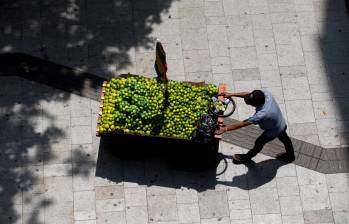 Uno de los reclamos de los agricultores es que estos los precios del limón ya están por debajo del costo de producción, pues mientras sacar un kilo les cuesta entre $600 y $700, a las comercializadoras se lo están teniendo que vender, en promedio, a $300 y $400. Foto: Archivo