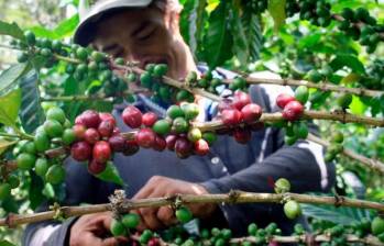 En próximos días anunciarían cuántos efectivos policiales reforzarán la seguridad de las zonas de cultivo de Antioquia durante la cosecha cafetera. FOTO COLPRENSA