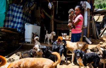 En este albergue, 50 perros y 10 gatos rescatados han encontrado un hogar y cuidados. Foto: Julio César Herrera