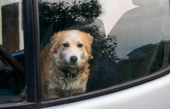 ¡Tenga cuidado! Riesgos de dejar una mascota encerrada en un carro