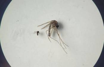 El Oropouche se propaga mediante la picadura de un mosquito, comúnmente conocido como jején (Culicoides paraensis) además del mosquito Culex quinquefasciatus que habita en áreas tropicales del mundo. Foto: OPS. 