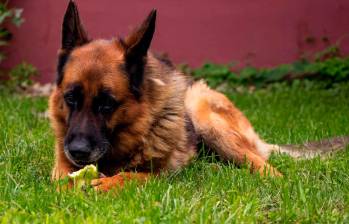 ¿La pera es buen alimento para los perros?