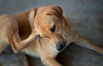 ¿Qué hacer si mi perro tiene pulgas?