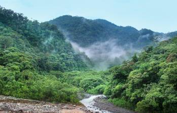 Encontraron a una mujer en una selva en India. Imagen de Greg Montani en Pixabay