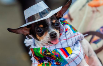 Caminata Canina y de Mascotas Tierragro: celebración de los 25 años apoyando a 15 fundaciones de animales