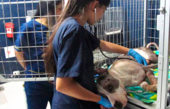 ¿Dónde esterilizar gratis una mascota en Medellín?