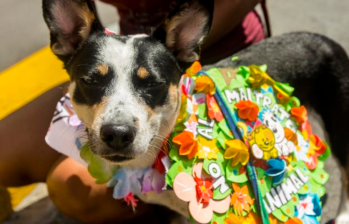 Para la Caminata habrá acompañamiento especial de Bomberos Medellín humedeciendo las calles para evitar lesiones en las patas de los perros. FOTO ARCHIVO EL COLOMBIANO. 