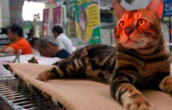 Luces láser no son buenos juguetes para los gatos