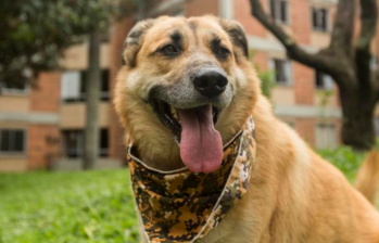 ¿Cuántas veces al día debe comer un perro?