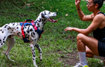 Cinco razas de perro difíciles de adiestrar