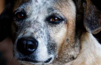 ¡A Turquía no le cabe un perro más!