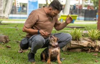 ¿Cómo saber si mi perro es feliz conmigo?