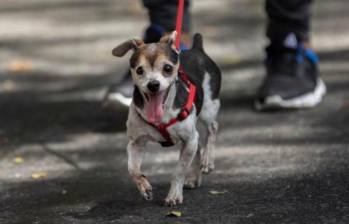 ¿Dónde poner el microchip a mi mascota en Medellín?