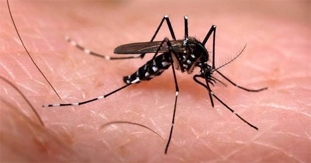 En Medellín se reporta epidemia de dengue con un incremento que no se presentaba desde 2016. FOTO: Archivo