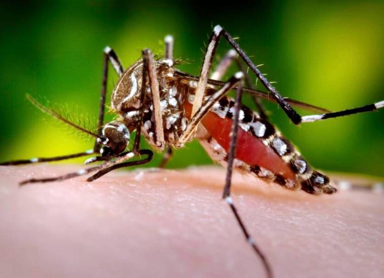 El dengue es una enfermedad que transmite la picadura del mosquito Aedes aegypti. FOTO COLPRENSA