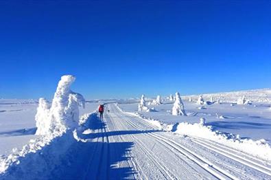 Cross-country Skiing at Sjusjøen