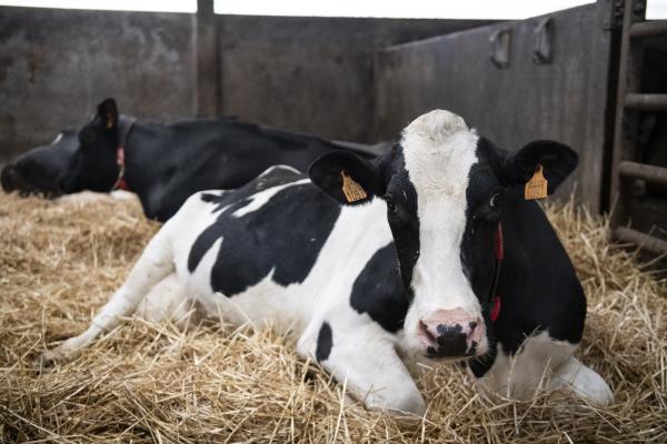 Cows lying in hay in a stable