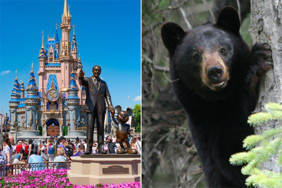 Disney's Magic Kingdom, Black Bear climbing tree