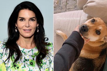 Angie Harmon says Instacart Driver shot and killed her dog