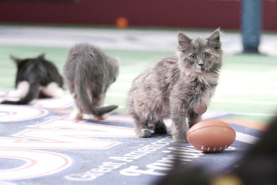 Great American Rescue Bowl