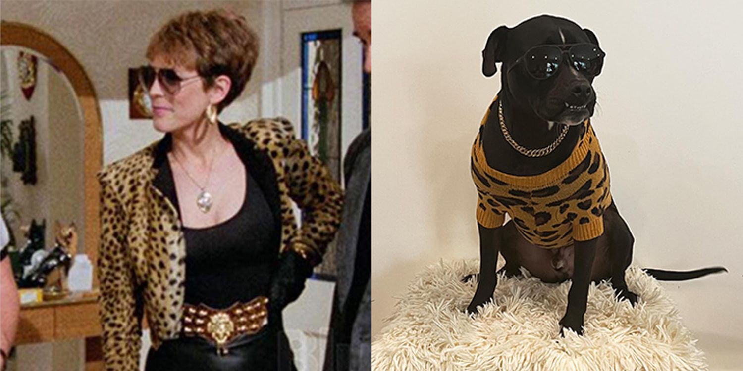 Rescue dogs dressed up as Jamie Lee Curtis characters
