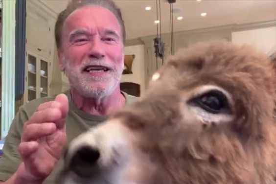 Arnold Schwarzenegger on Pandemic, Uniting Democrats & Republicans, and His Pets Whiskey & Lulu