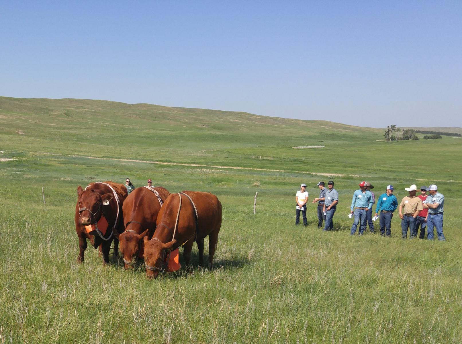 herd of cows