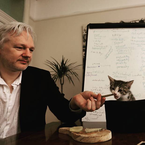 Gato do Julian Assange